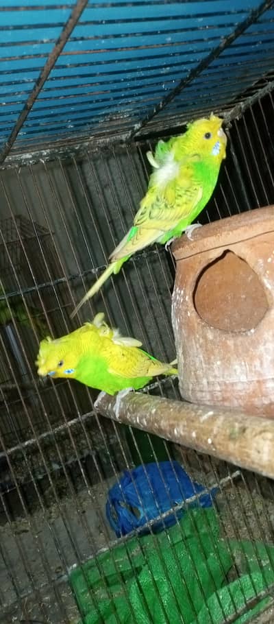 Hogoromo pair for sale