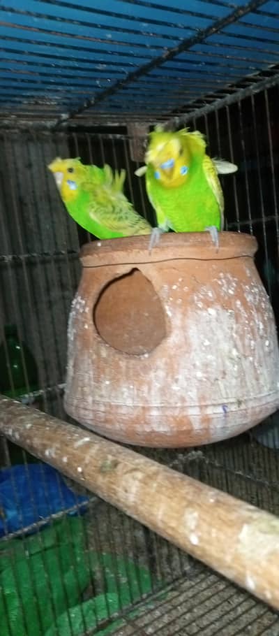 Hogoromo pair for sale