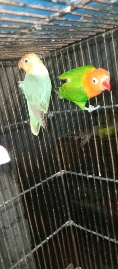 love birds pair for sale