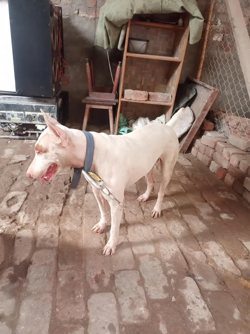 kohatti gaddi gultair — photo 3