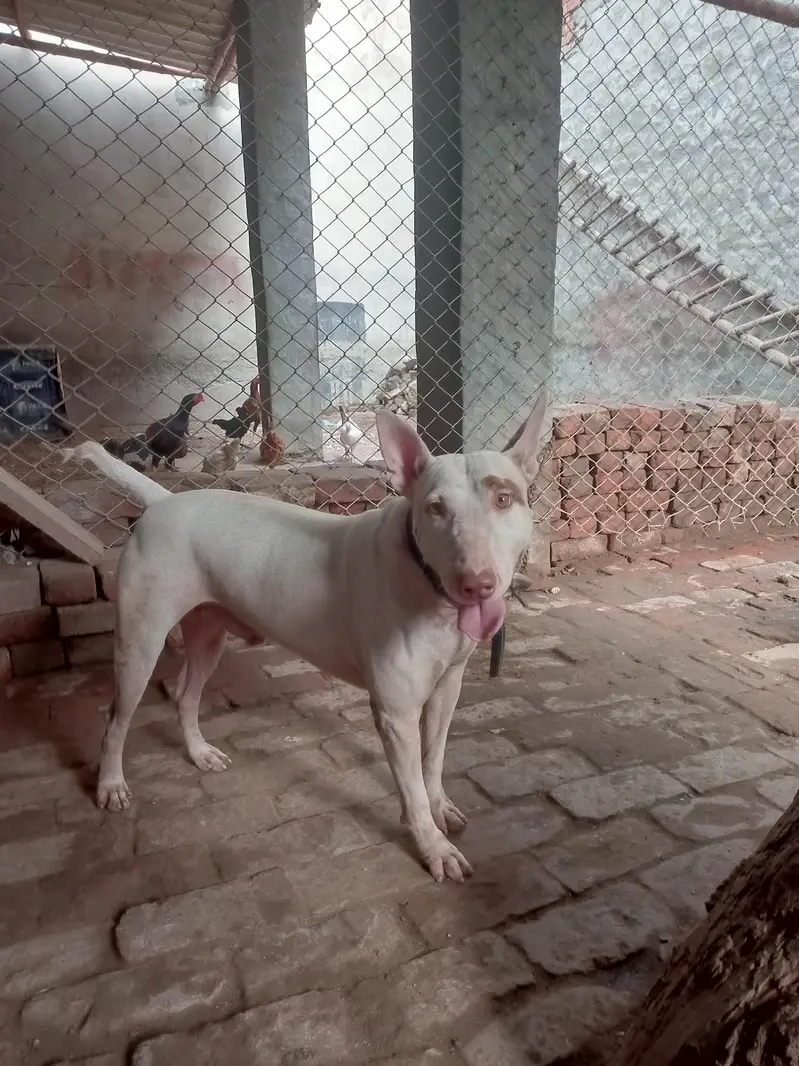 kohatti gaddi gultair — photo 6