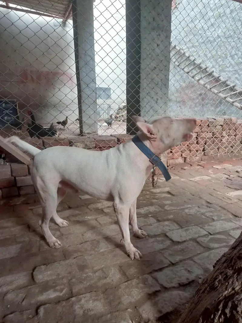 kohatti gaddi gultair — photo 7