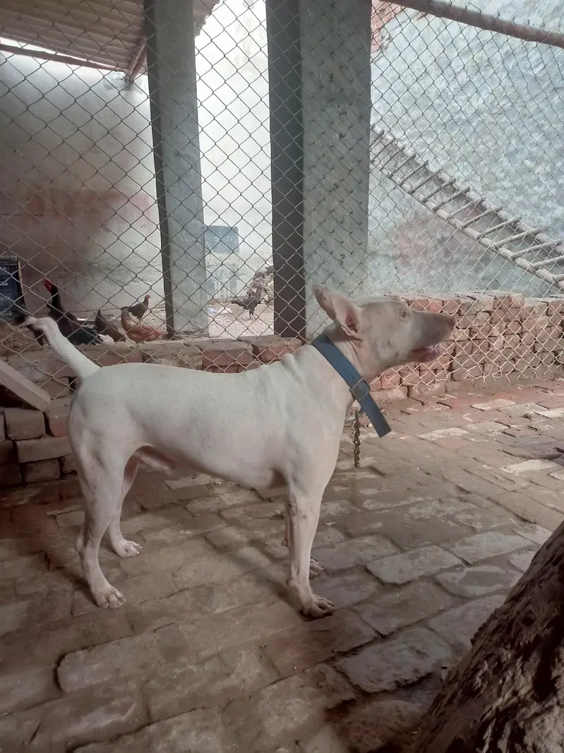 kohatti gaddi gultair — photo 8