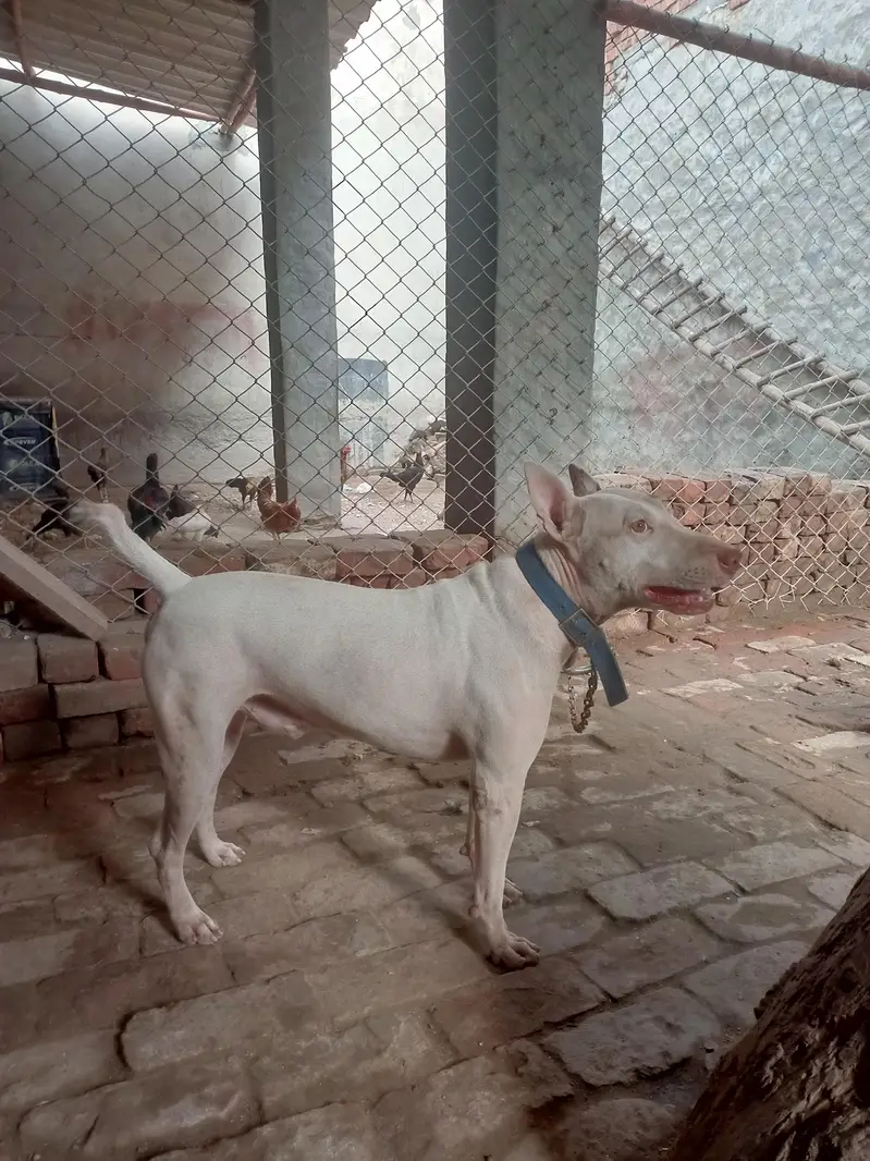 kohatti gaddi gultair — photo 9
