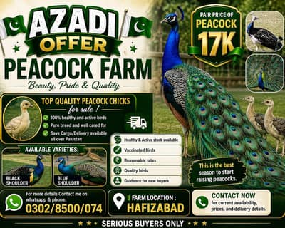 peacocks Chicks for sale moor k pathe vaccinated healthy