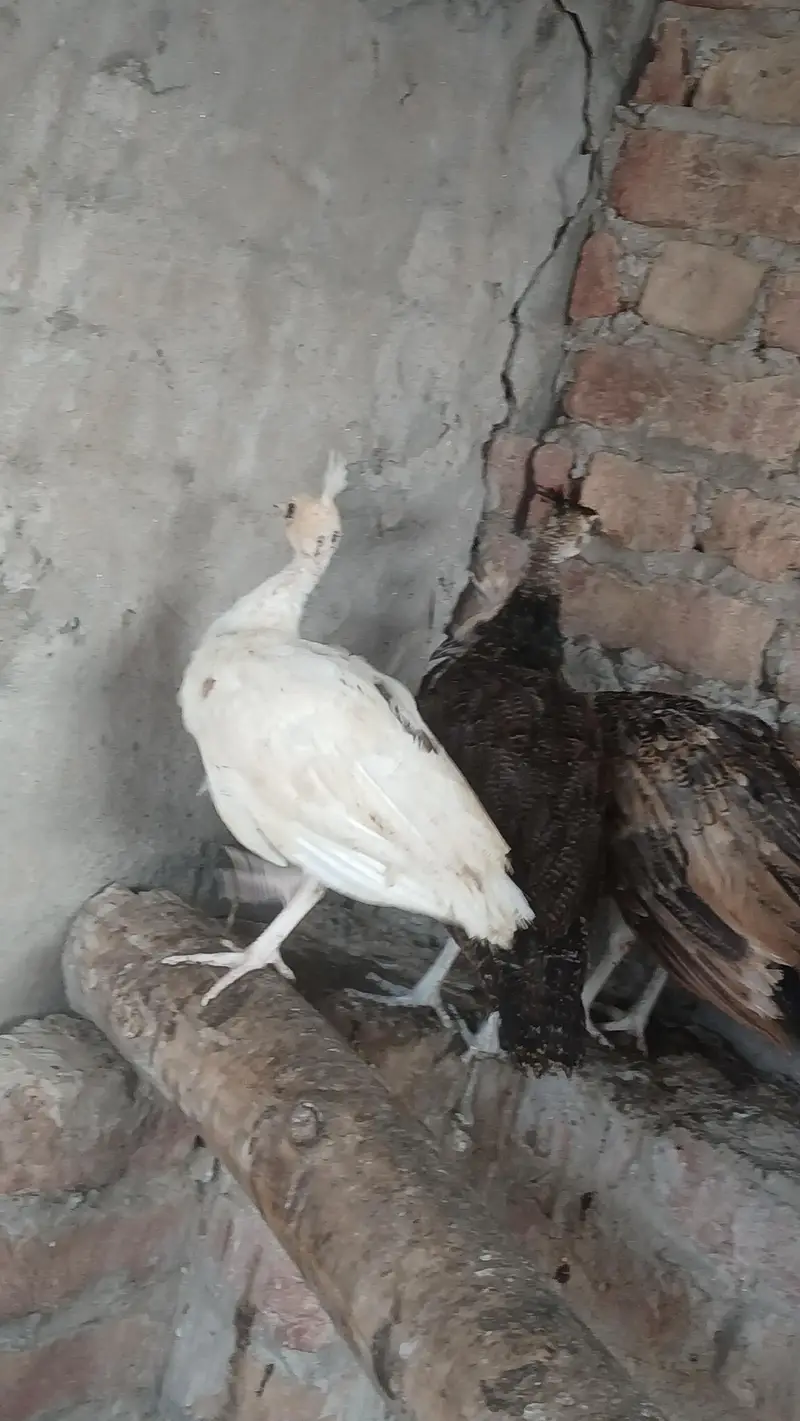 peacocks Chicks for sale moor k pathe vaccinated healthy — photo 2