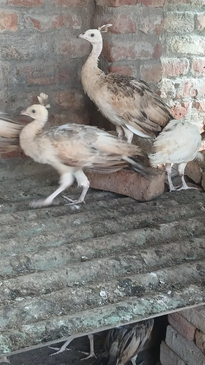 peacocks Chicks for sale moor k pathe vaccinated healthy — photo 5