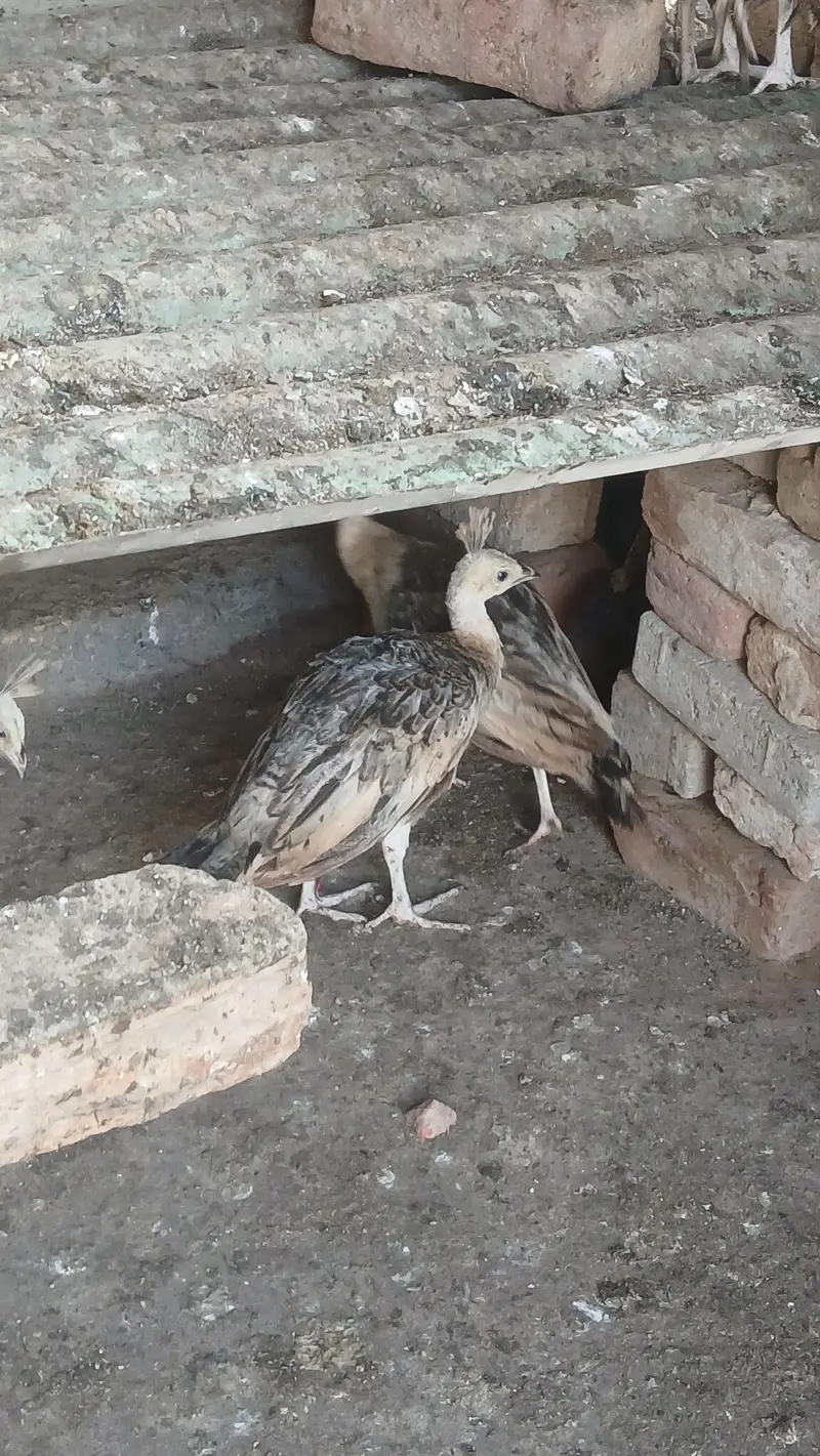 peacocks Chicks for sale moor k pathe vaccinated healthy — photo 6