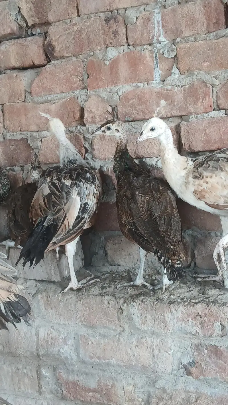 peacocks Chicks for sale moor k pathe vaccinated healthy — photo 7