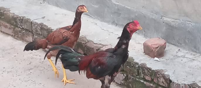 beautifull sindhi and mianwali male with brown female