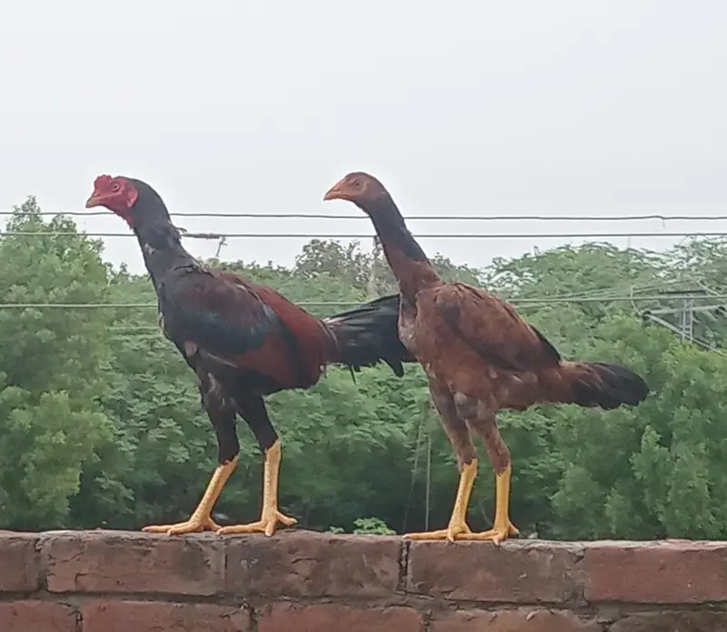 beautifull sindhi and mianwali male with brown female — photo 2