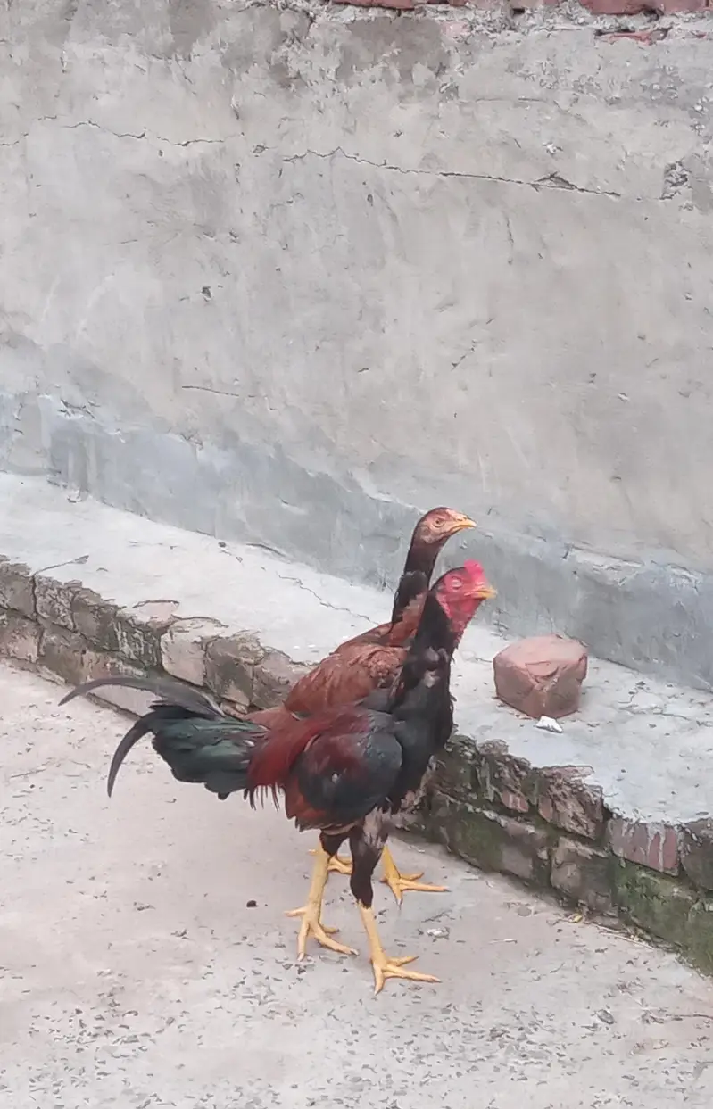 beautifull sindhi and mianwali male with brown female — photo 3