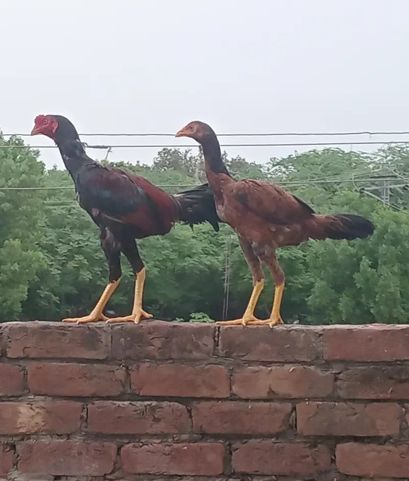 beautifull sindhi and mianwali male with brown female — photo 4