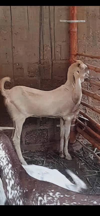 Jumbo size Gulabi bakri