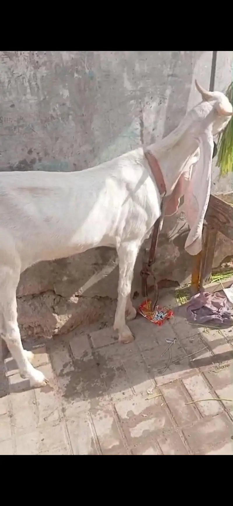 Jumbo size Gulabi bakri — photo 2