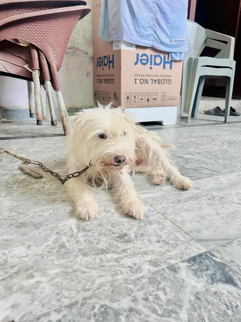 Male Poodle Dog for Sale | imported puppy | Long Coat | White dog — photo 3