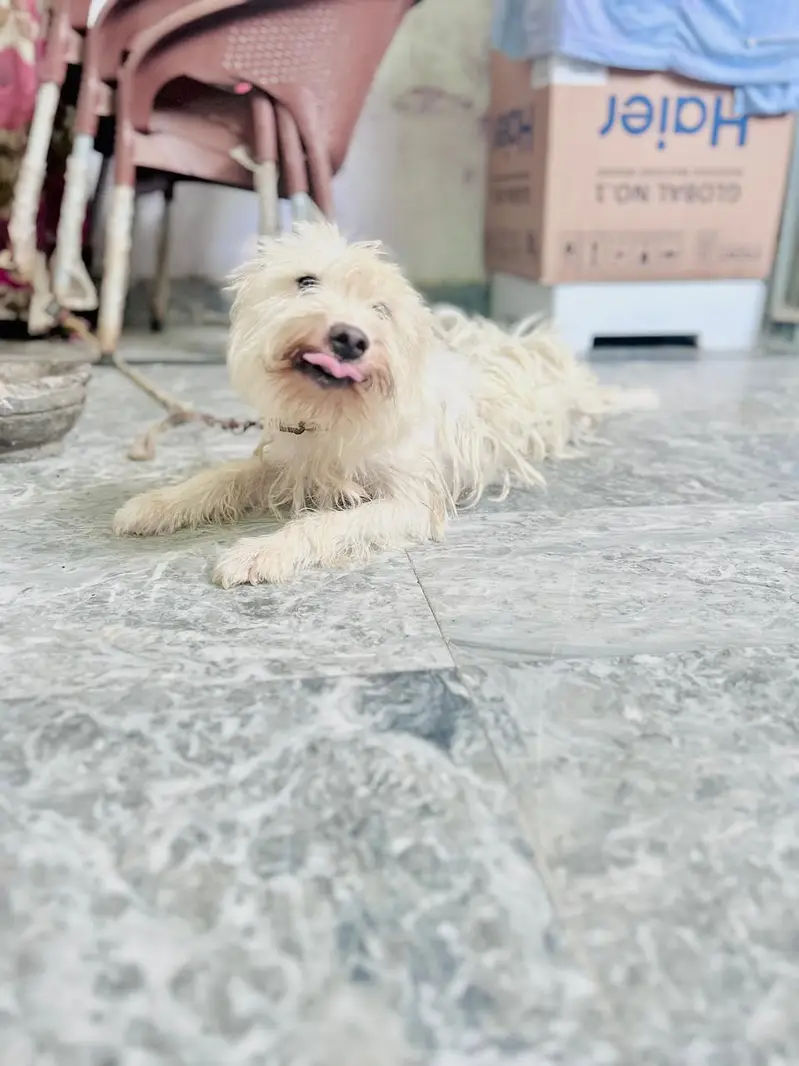 Male Poodle Dog for Sale | imported puppy | Long Coat | White dog — photo 4