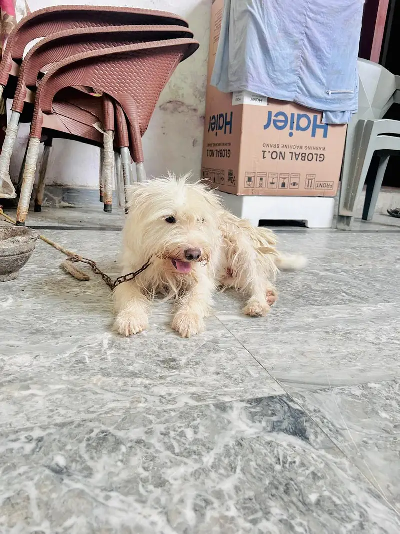 Male Poodle Dog for Sale | imported puppy | Long Coat | White dog — photo 5