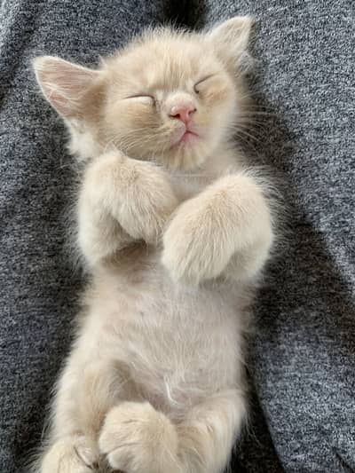Persian cat