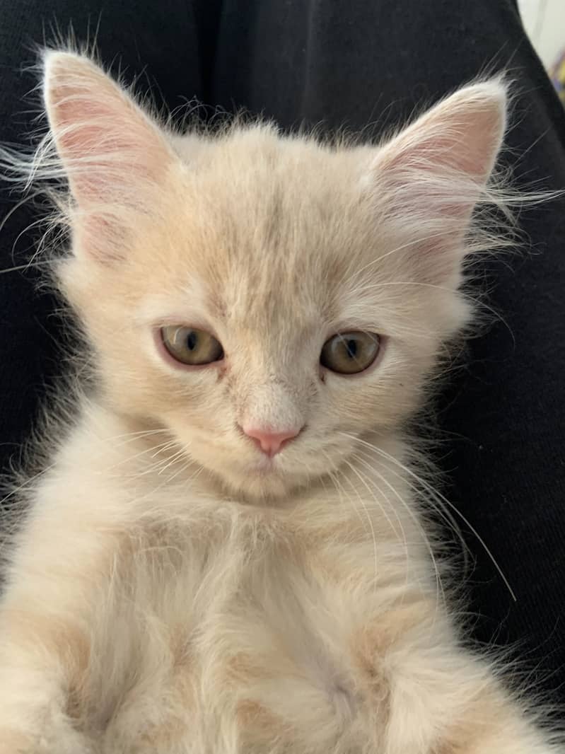 Persian cat 1