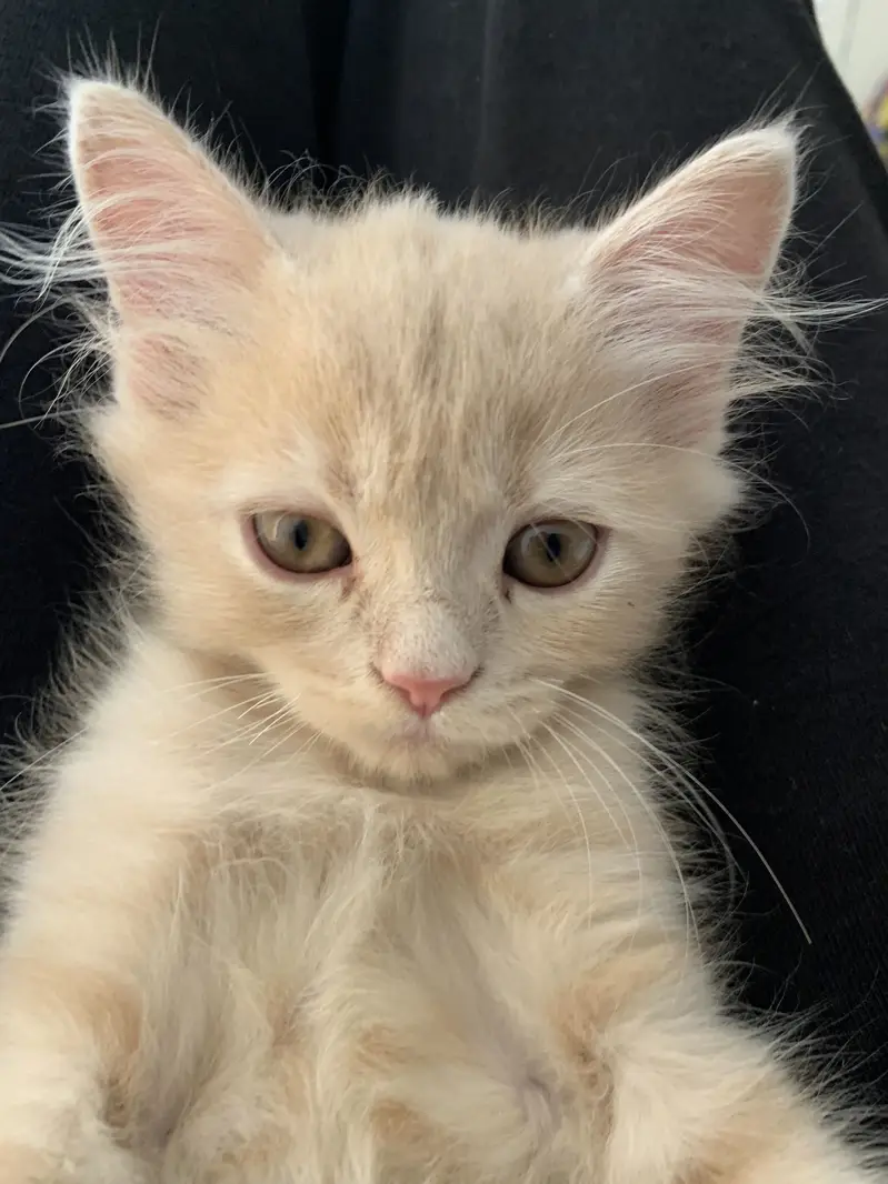 Persian cat — photo 2