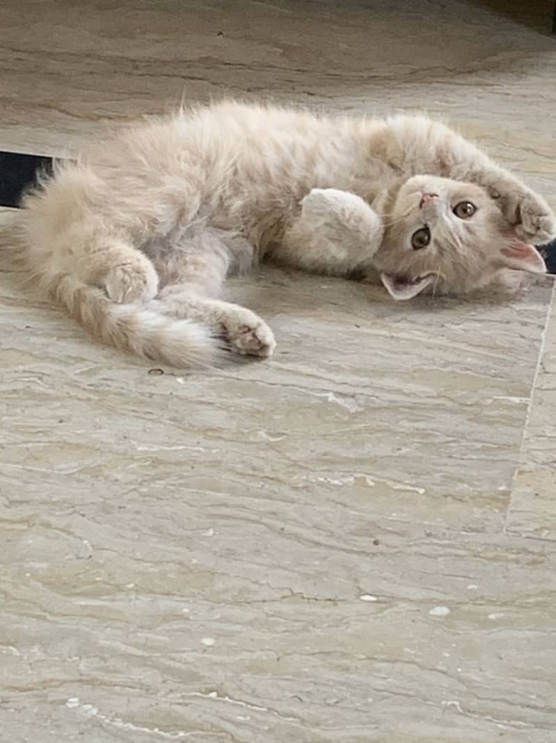 Persian cat 2