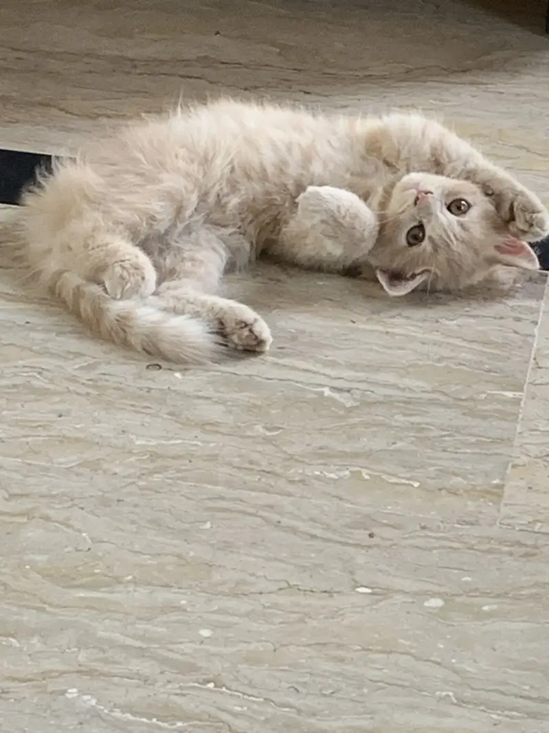 Persian cat — photo 3