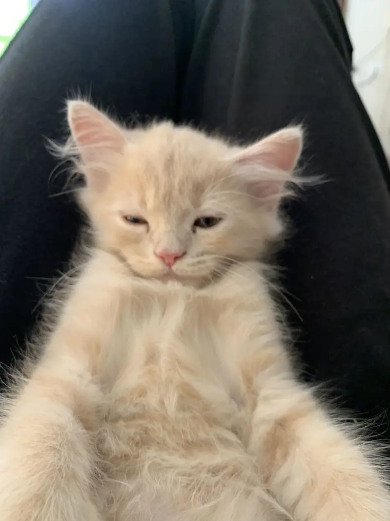 Persian cat — photo 4