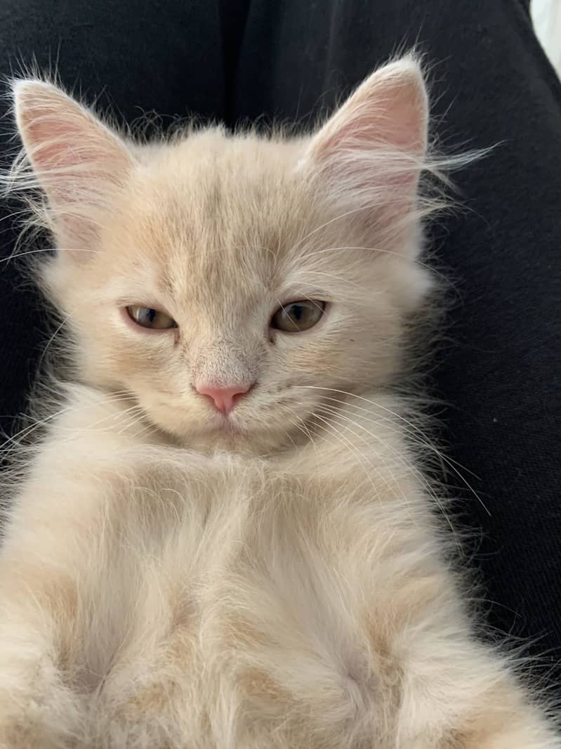 Persian cat 4
