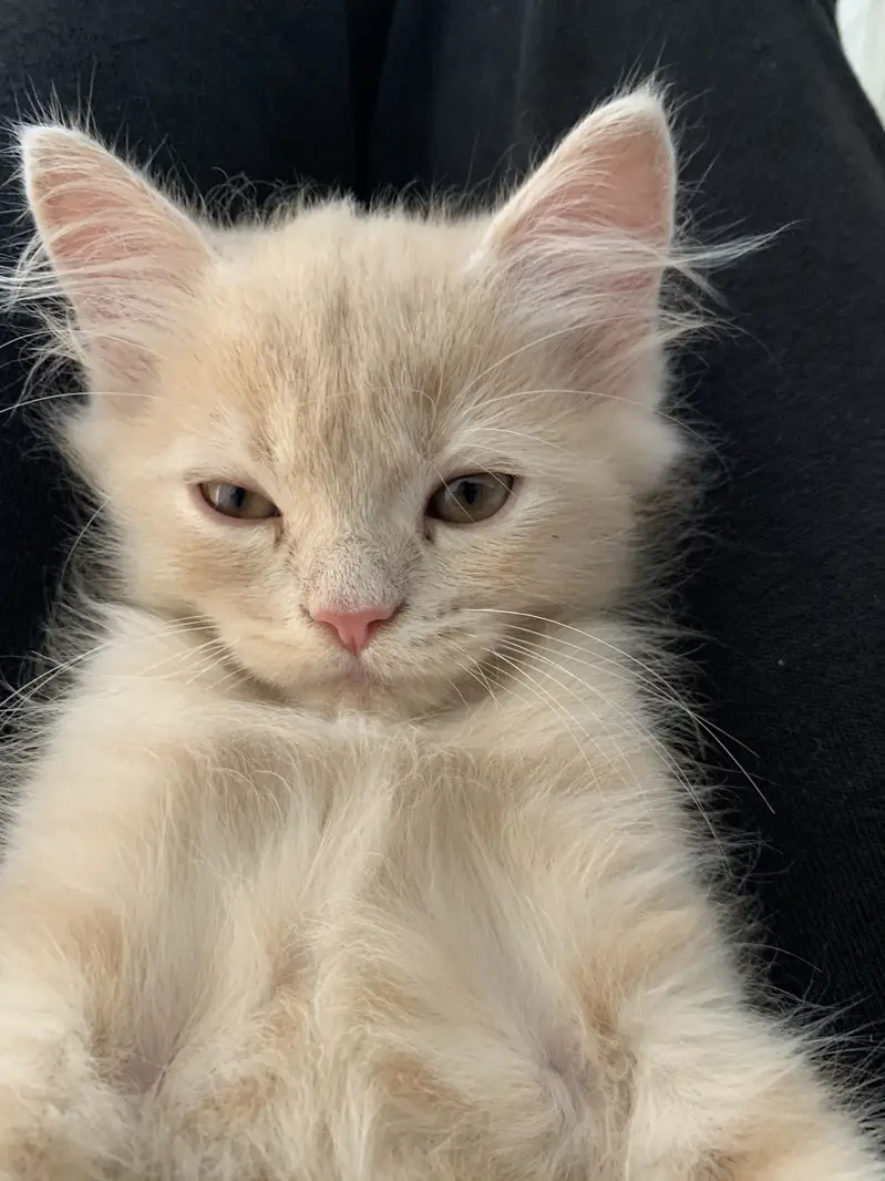 Persian cat — photo 5