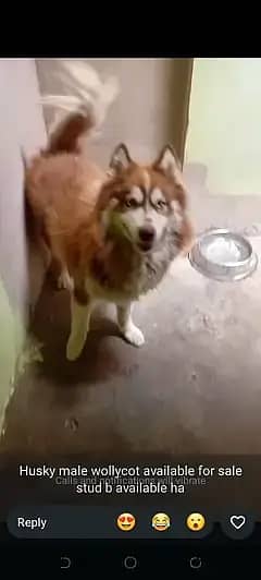 all dogs breed available for sale 03112781431 whats