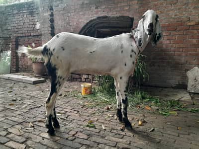 Full grown, complete teeth animal Bakra
