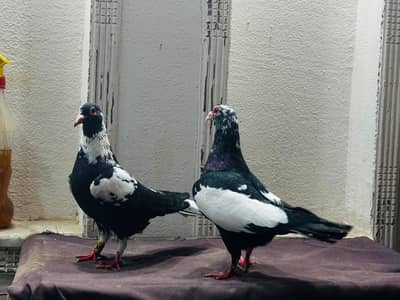 maina breeder pair (exchange possible)