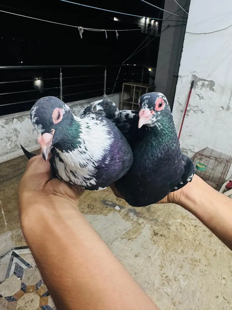 maina breeder pair (exchange possible) — photo 2