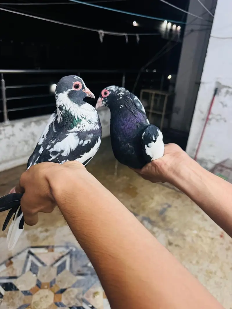 maina breeder pair (exchange possible) — photo 3