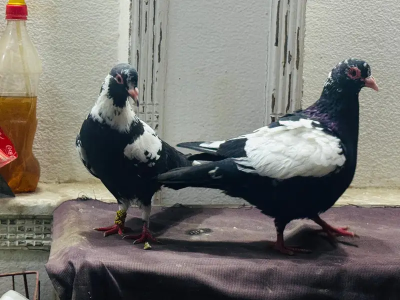 maina breeder pair (exchange possible) — photo 4