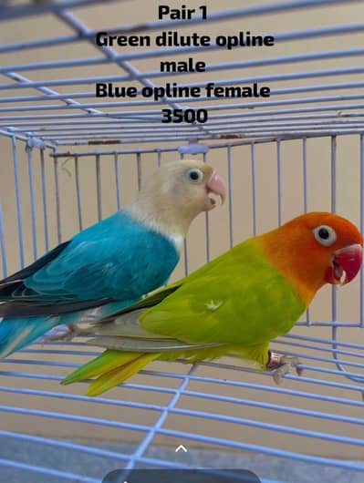 lovebirds parrots pair