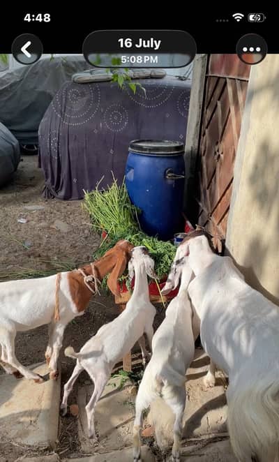 Bakri aur bachy 03132523053