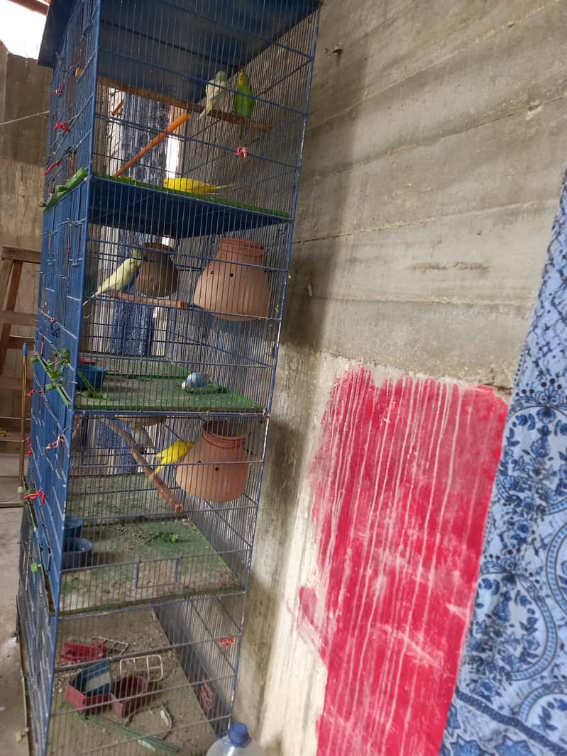 Pinjra 1