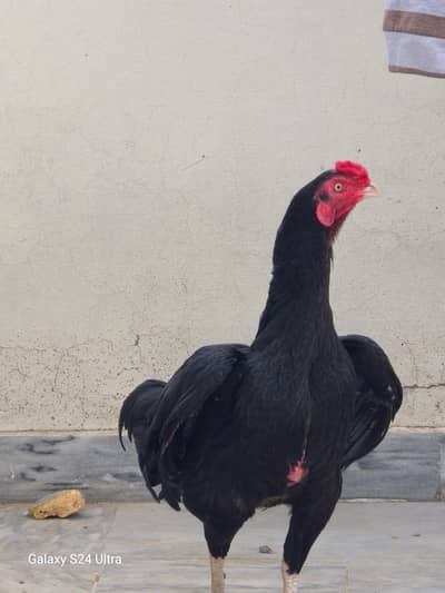 aseel breeder mugha