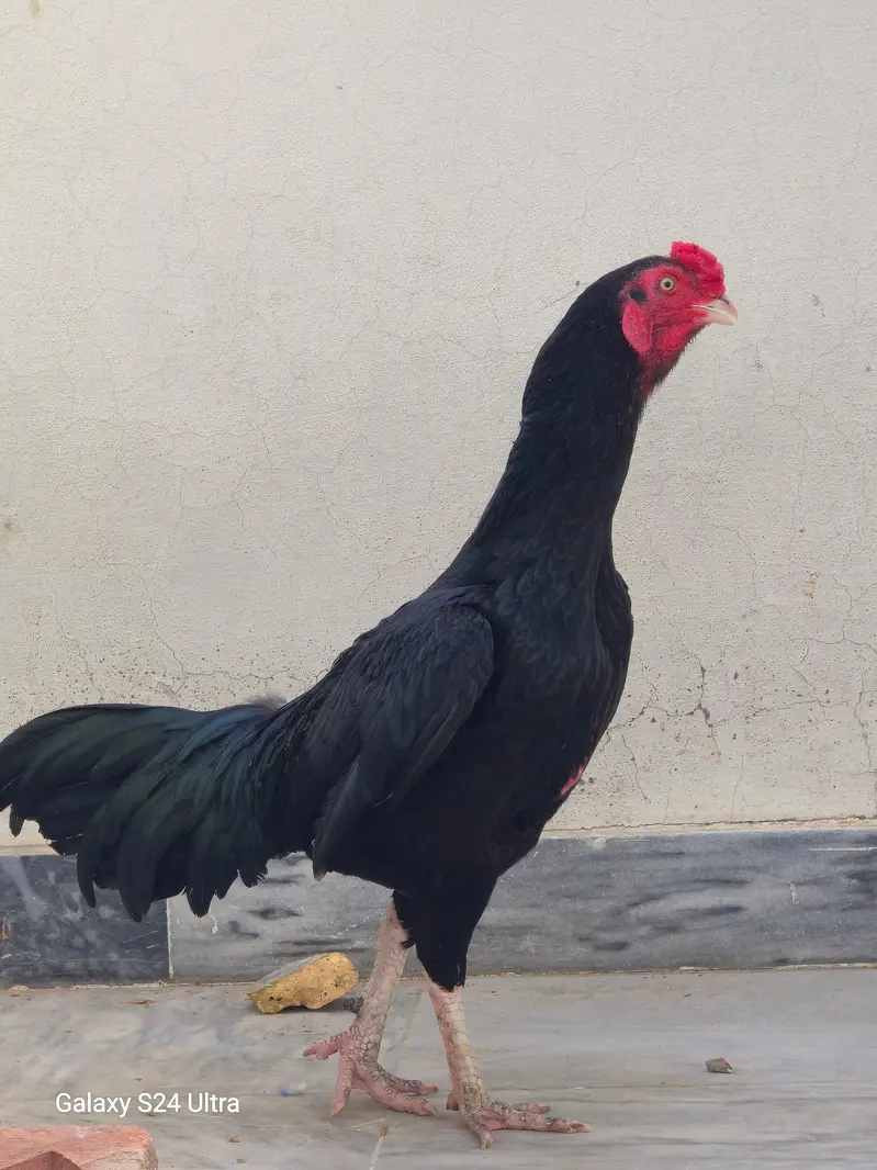 aseel breeder mugha — photo 2