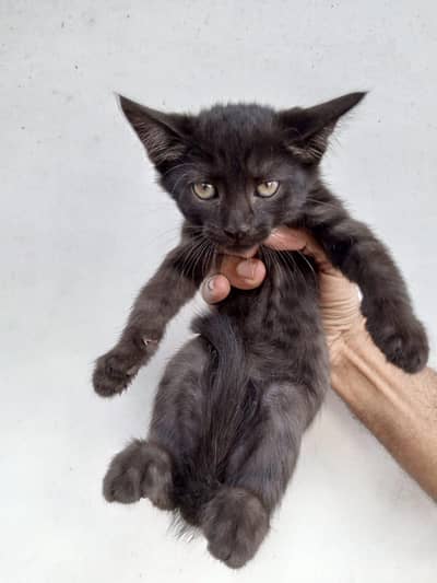 Black, Grey and Calico Persian Russian Cat Kids