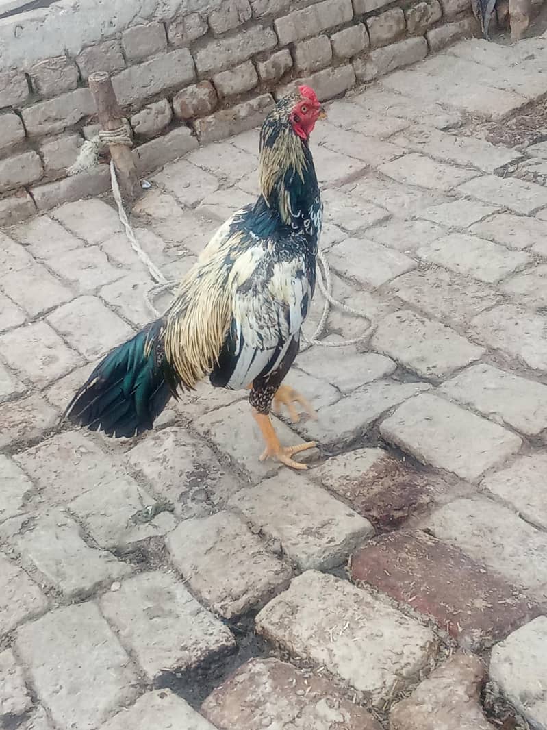 Bengum patha 1