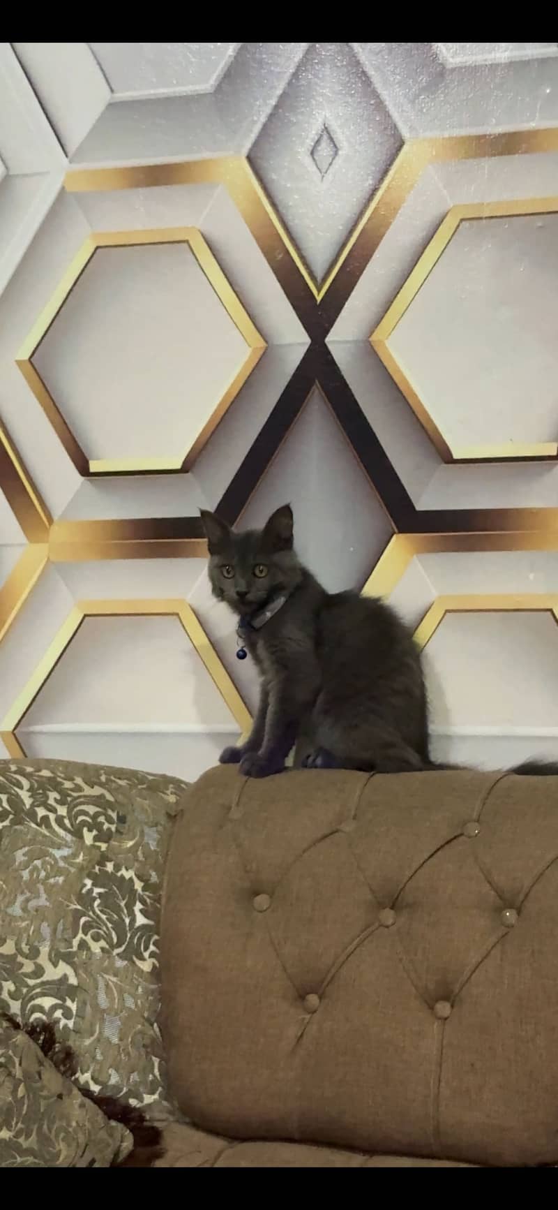Name:Jack 1