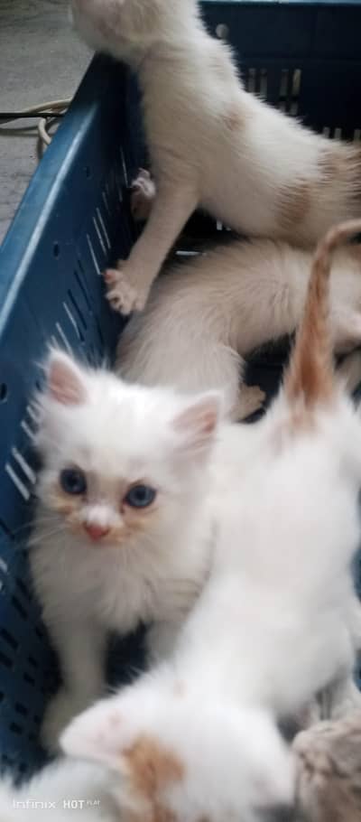 percian kittens for sale