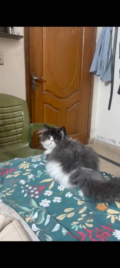 Peke face Male cat