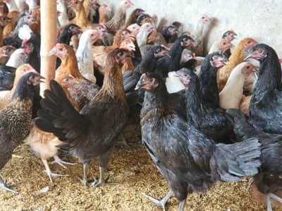 Golden Misri Hens |Golden Misri Patthi | Eggs| Birds