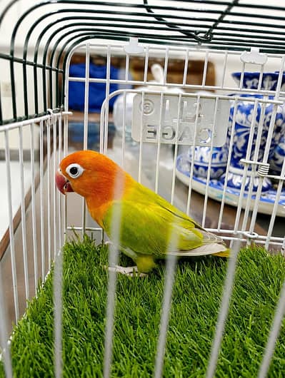 LOVE BIRD 