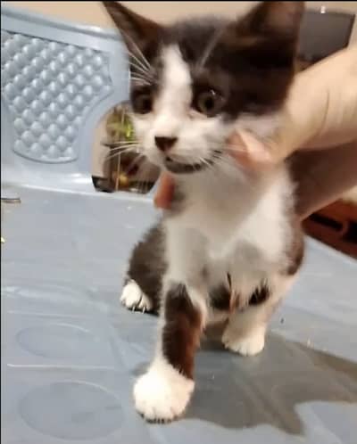 Black and White 4 Cat Babies