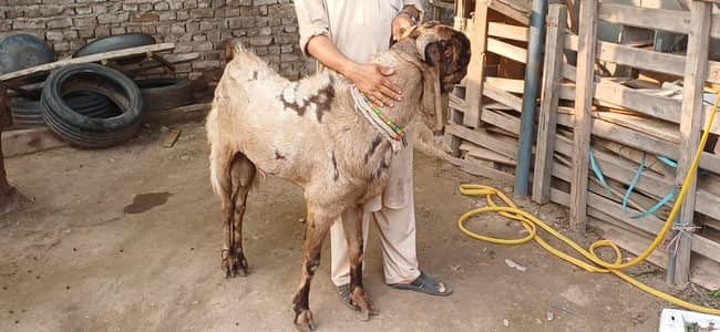 Breeder Goats for Sale